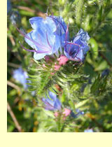 ,   Echium vulgare L.)
